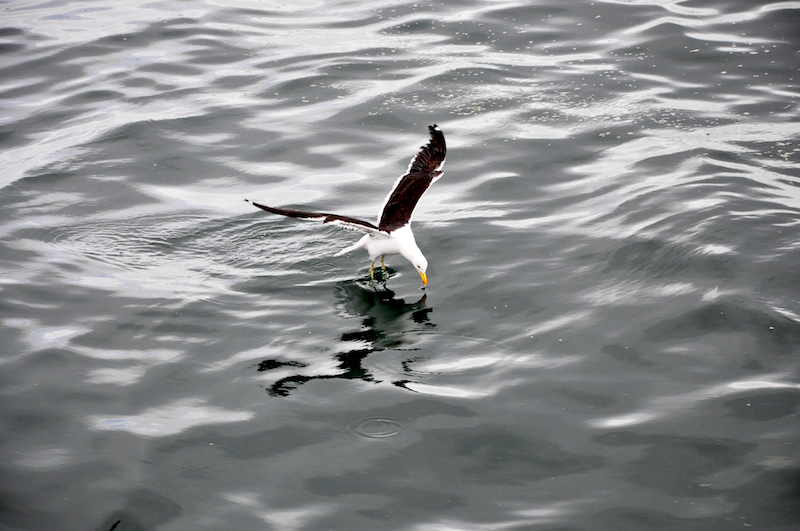 Melanie Heinrich Travel images Capetown -Shark diving Africa